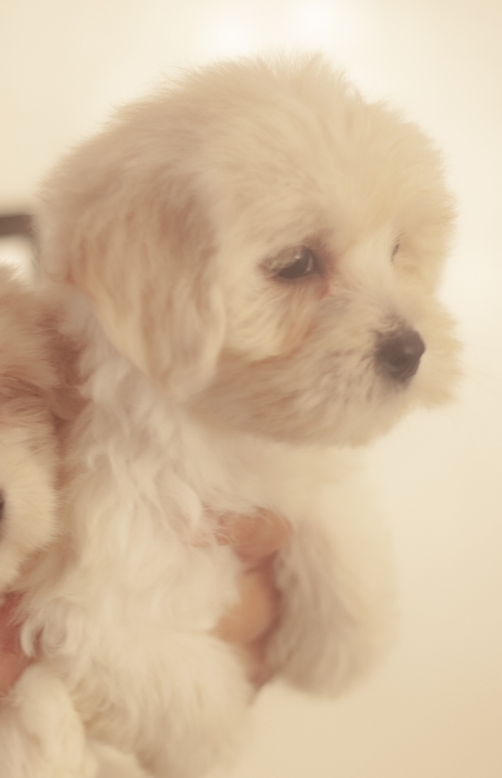 disponible chiots bichon maltais pur race