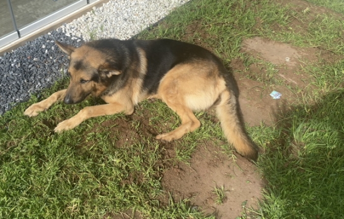 Vends berger allemand