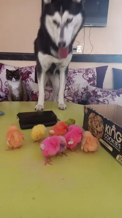 Adoption husky femelle