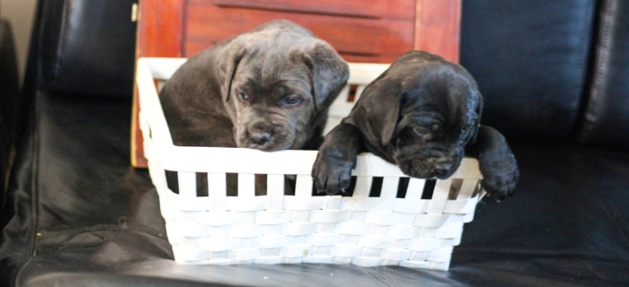 Disponibles magnifiques chiots cani corso