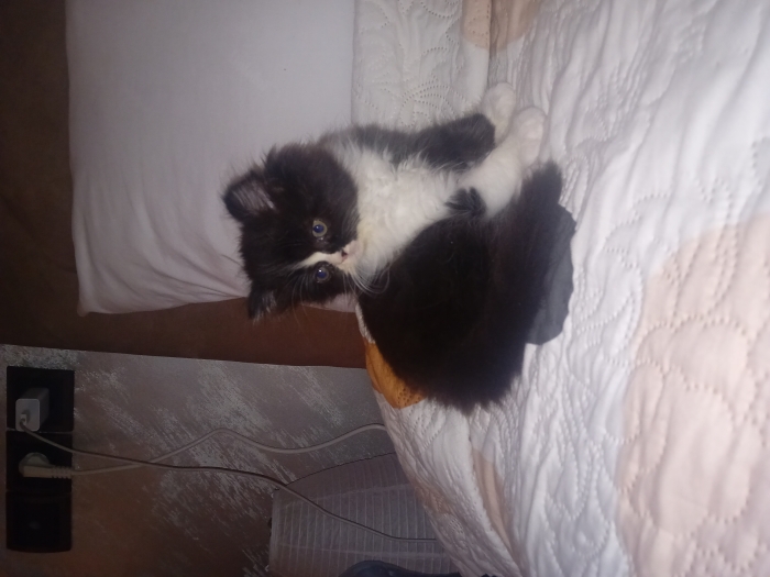 Chaton Persan Chinchilla