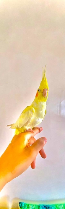 Des oiseaux bien dressé à Casablanca