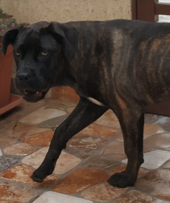 Femelle cane corso