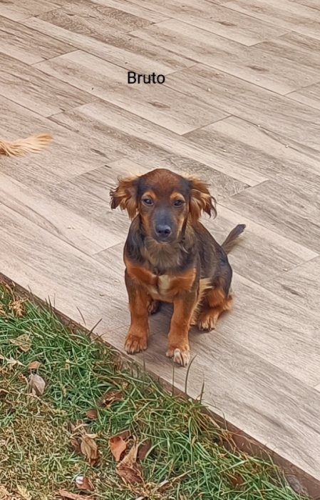 Quatre chiots de 5 mois disponibles