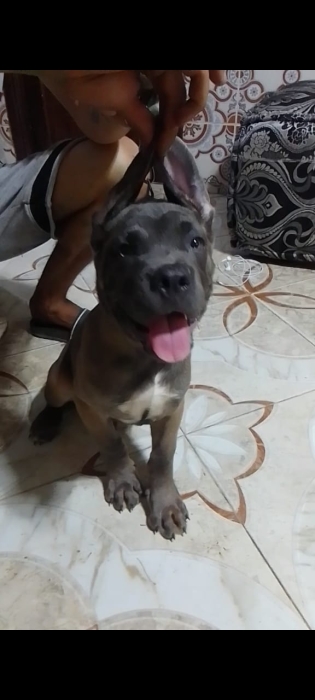 Cane corso pidicri grand gabarit