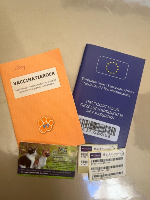 Chat British shorthair Bleu