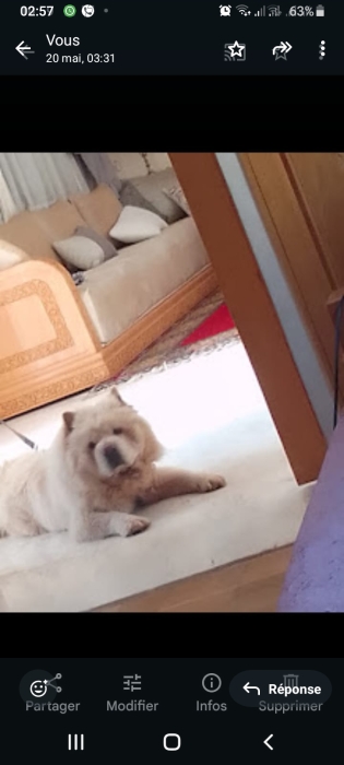 chow chow femelle 2 ans