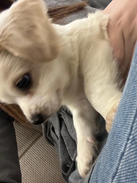 Vendre un épagneul roi Charles