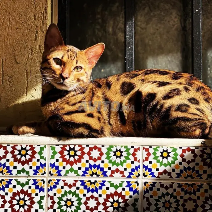 accouplement Bengal