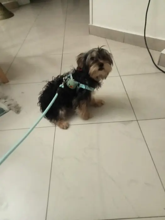 Vente d'un chiot Yorkshire Terrier mâle 6mois