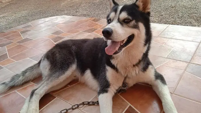 Chien Husky Sibérien Mâle.