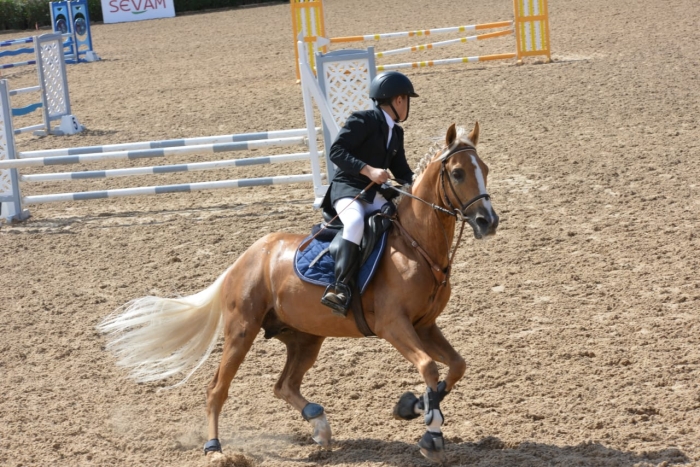 Cheval arabe barbe (étalon) de saut d’obstacle à vendre