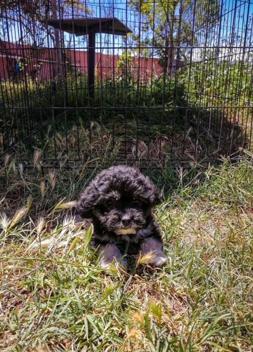 Bichon Havanais 🎊