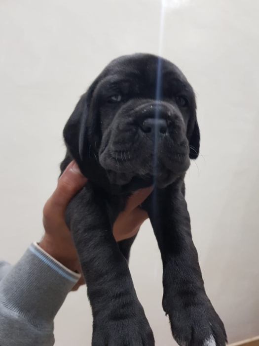 Disp chiot cane corso top d top