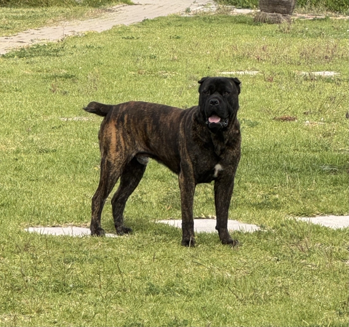 Chiots Cane Corso noir bringé