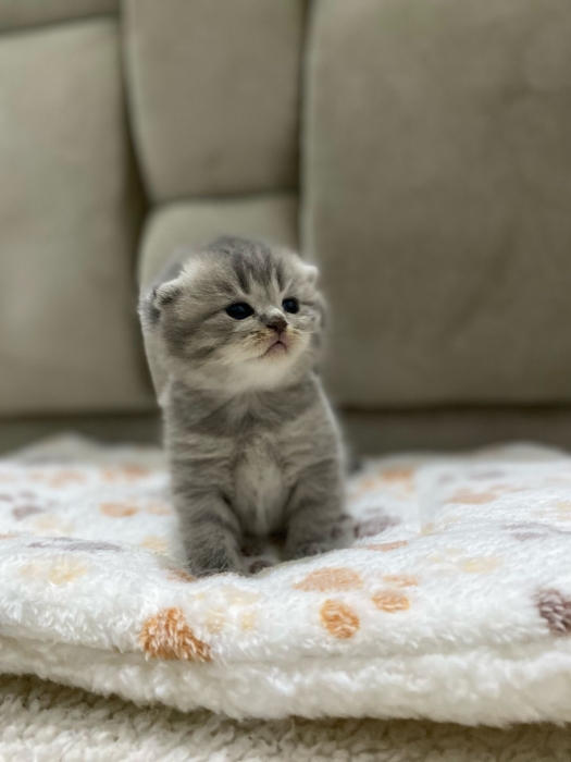 Scottish fold et British