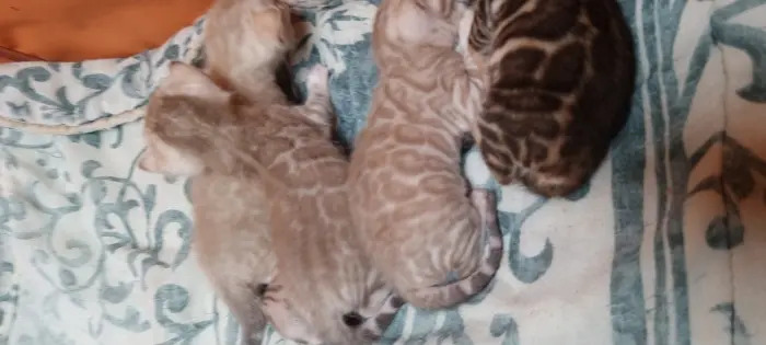 Bengal pedigré exceptionnelle