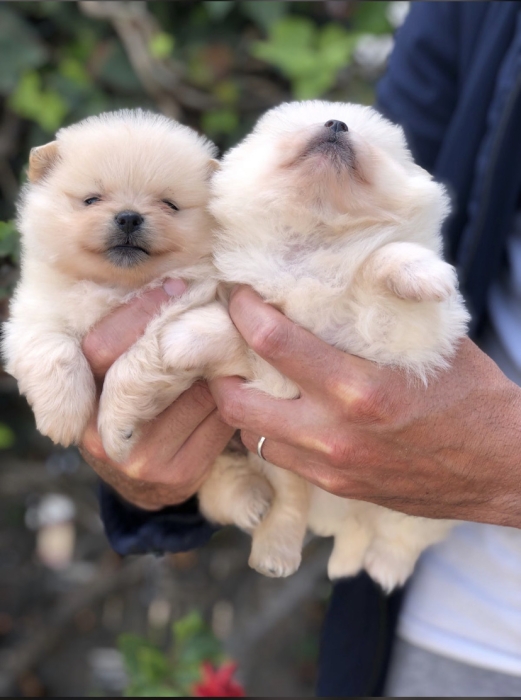 Chiots de spitz