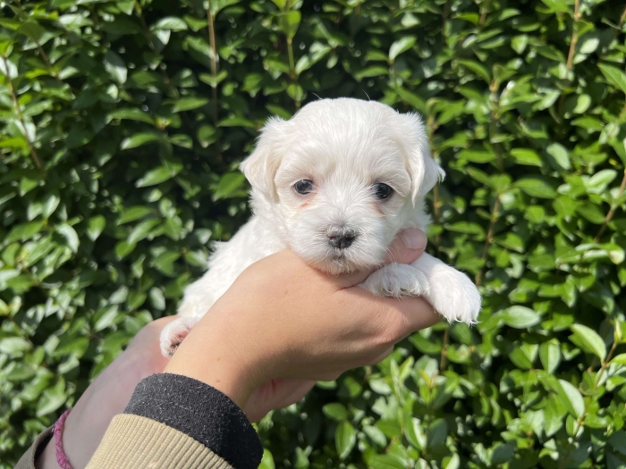Bichon Maltais 🐾