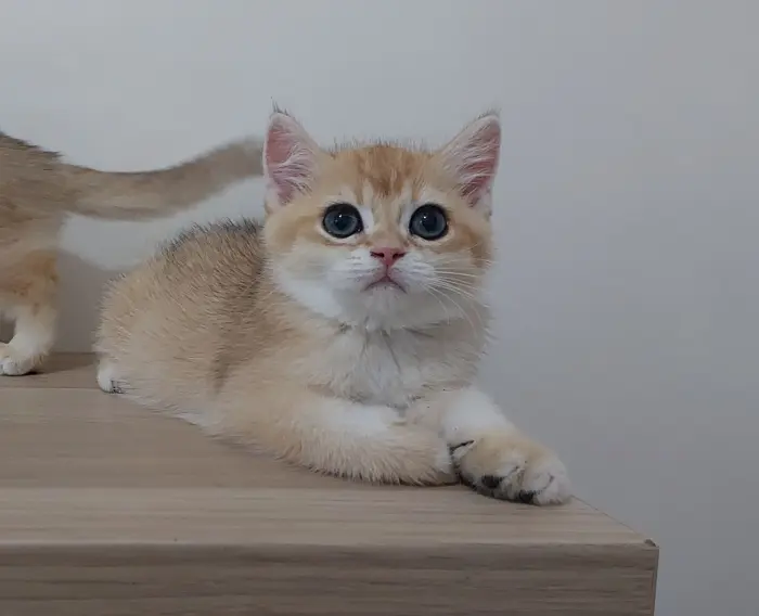 Chatons pure race Golden British