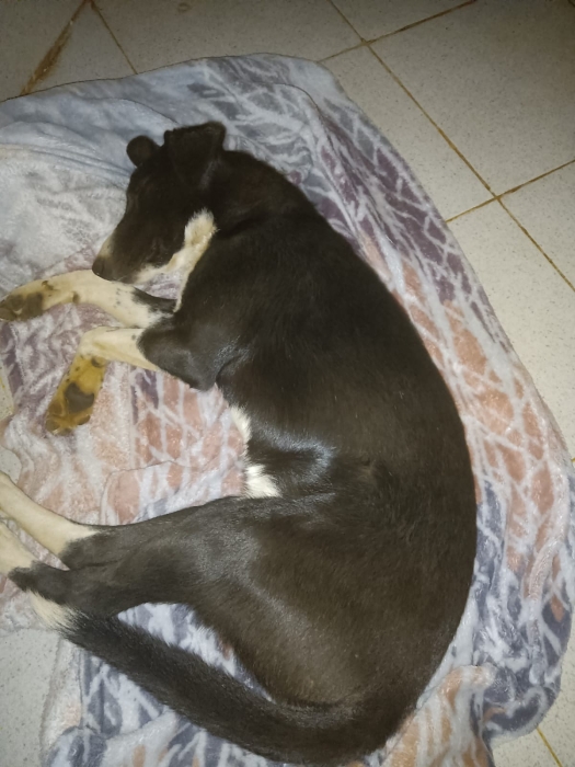 adopte un chien socialisé et stérilisé