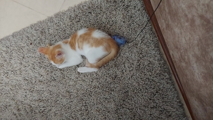 Jolie Chat de 7 mois pour adoption