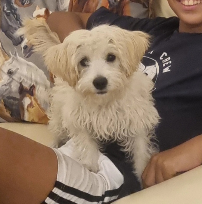 Chiot Bichon maltais