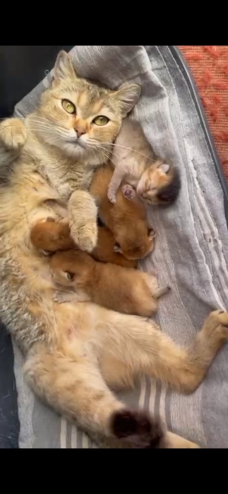 British shorthair golden