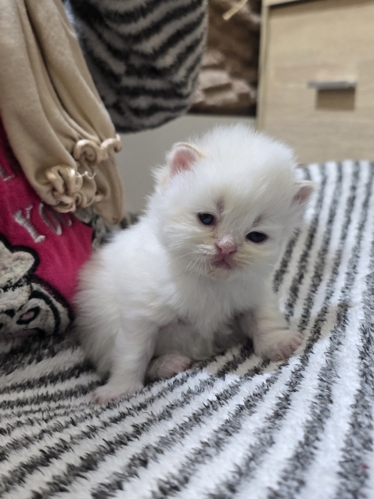 Chat persan himalaya