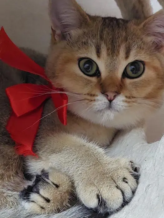 Scottish Straight à vendre