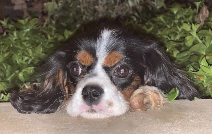 cavalier king charles