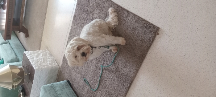 Une famille d'accueil pour mon chien Bingo