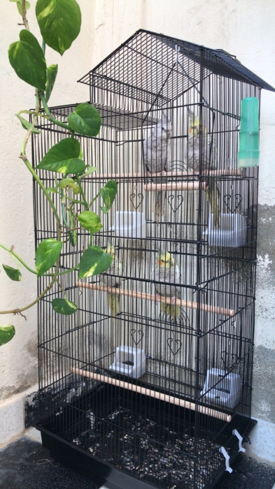 4طيور الكوكتيل + القفص