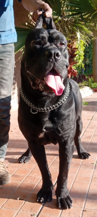 Disp d cane corso adult top