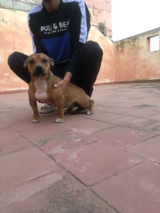 staffordshire bull terrier