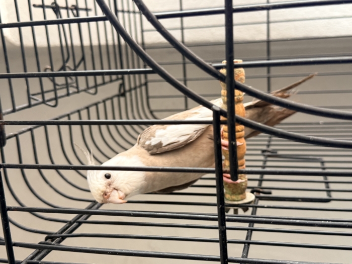 Calopset male