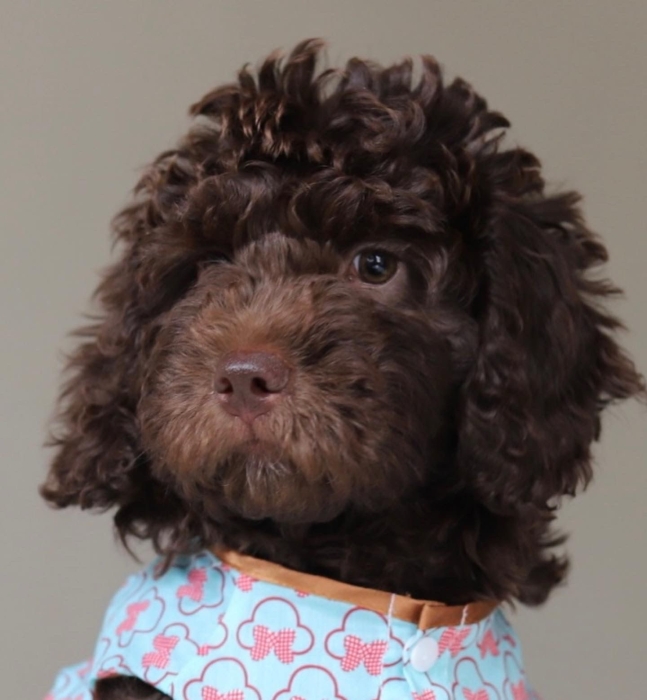 Waterdogs / perro de agua