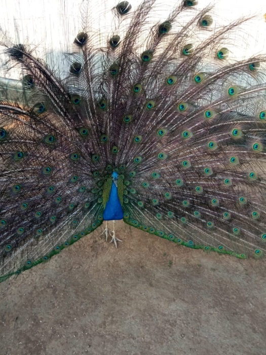 طاووس جميل للبيع 🦚 (ذكر، أنثى)