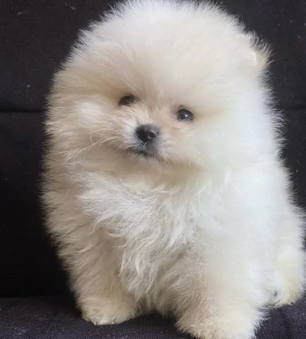 Toilettage professionnel