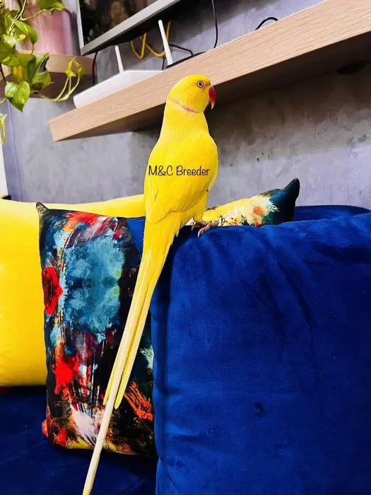 Perruche à collier lutino