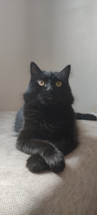 2 chats adultes pour adoption