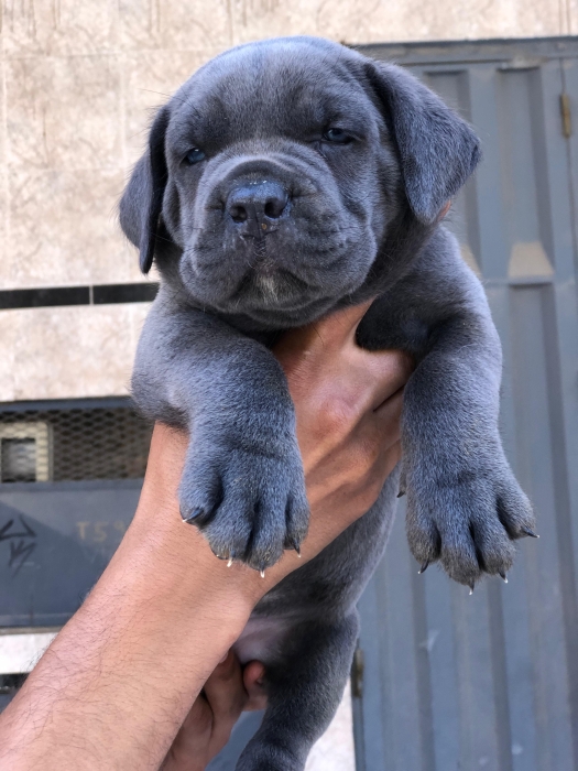 Chiots cane corso bleu avec yeux bleu