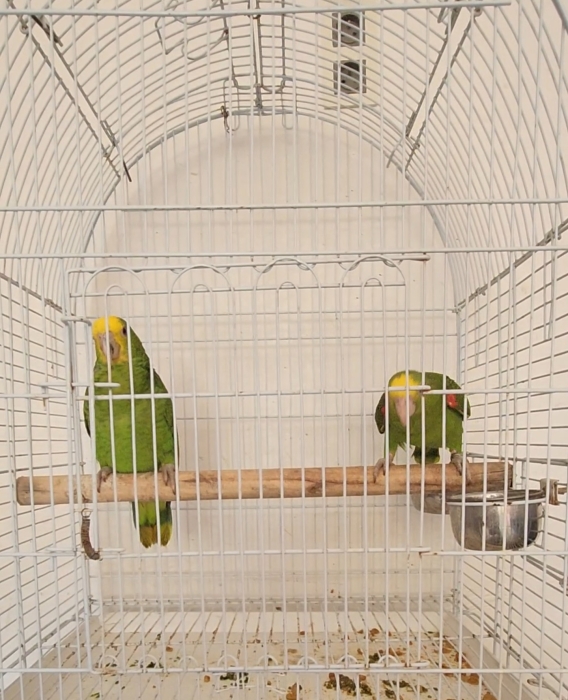 Perroquet Amazone oratrixe