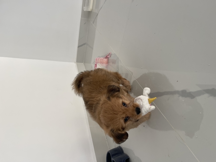 Bichon maltais de 2 mois