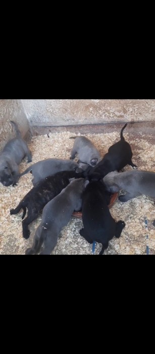 Super chiots cane corso race pure