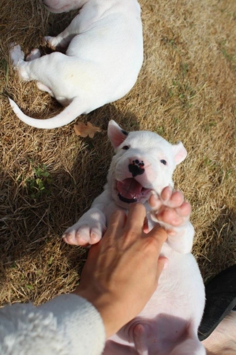 Dogo Argentino 🇦🇷