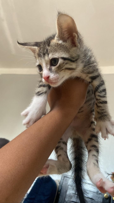 Des petits chat siamois pour adopter