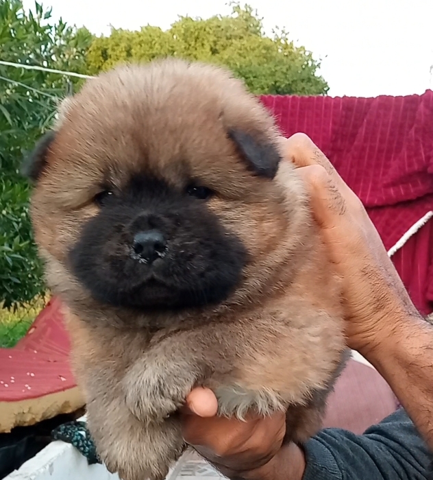 Chow chow