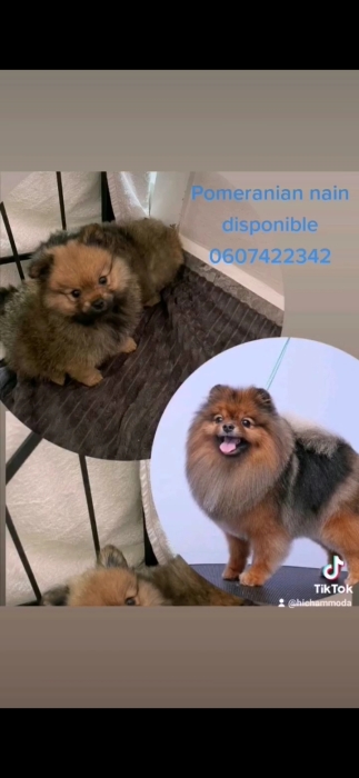 Pomeranian