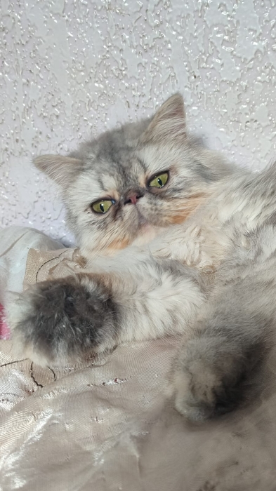 Femelle persan 8 mois